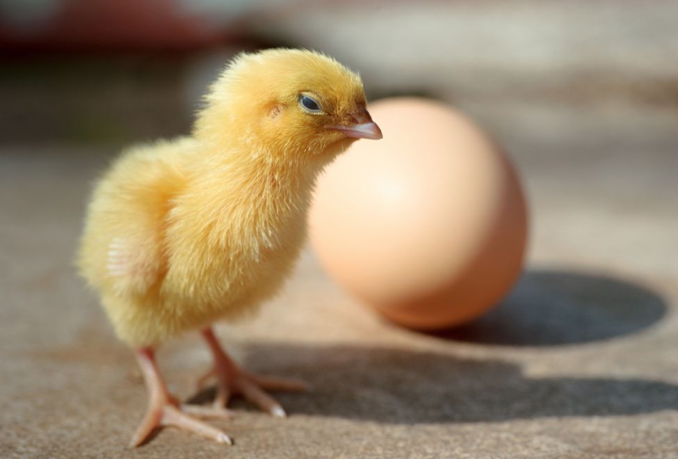 Chicken or egg?